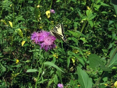 Swallowtail on flower Foto stock