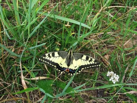 Swallowtail on the grass Stock Photos
