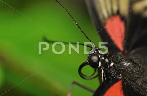 Swallowtail head Stock Photos