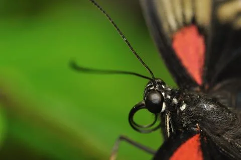 Swallowtail head Фото