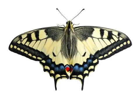 Swallowtail, isolated Stock Photos