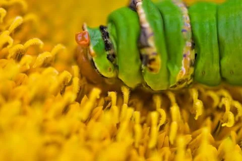 Swallowtail larva Stock Photos
