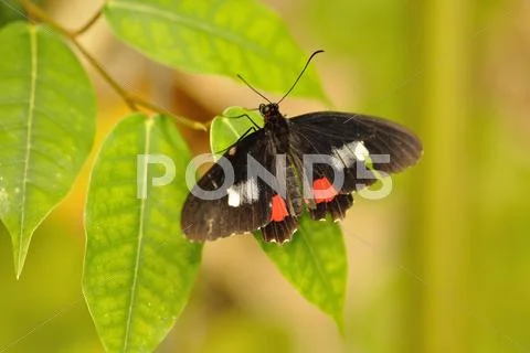 Swallowtail on leaf Stock Photos
