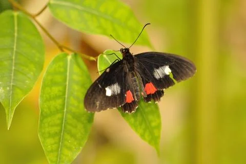 Swallowtail on leaf 库存照片