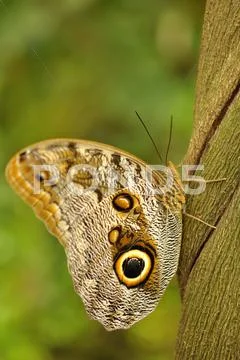 Swallowtail on liana Stock Photos