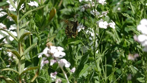 Swallowtail Papilio machaon nectaring on rocket at nature reserve Stock Footage 98913659