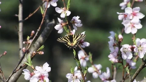 Swallowtail &amp; peach tree flowers Video stock 82920195