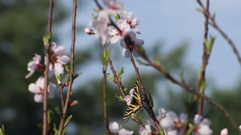 Swallowtail &amp; peach tree flowers Stock Footage 82920199
