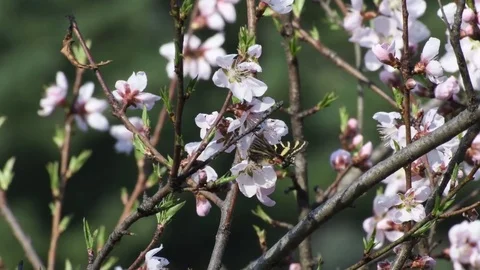 Swallowtail &amp; peach tree flowers Video stock 82920206