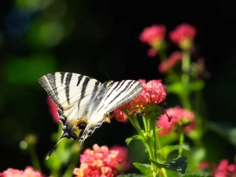 Swallowtail Stock Photos