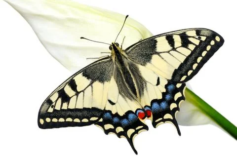 Swallowtail Stock Photos
