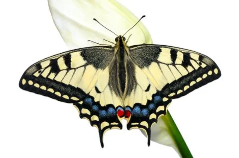 Swallowtail Stock Photos