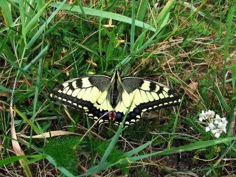 Swallowtail Stock Photos