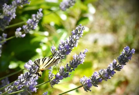 The swallowtail. Stock Photos