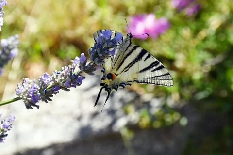 The swallowtail. Stock Photos