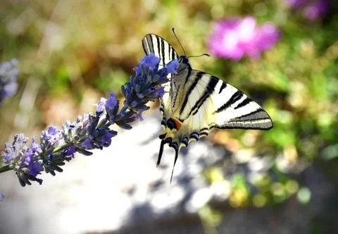 The swallowtail. Stock Photos