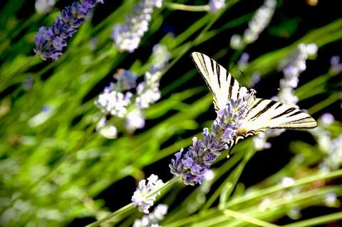 The swallowtail. Stock Photos