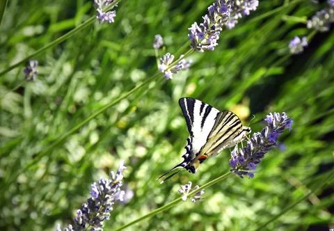 The swallowtail. Stock Photos