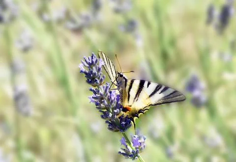 The swallowtail. Stock Photos
