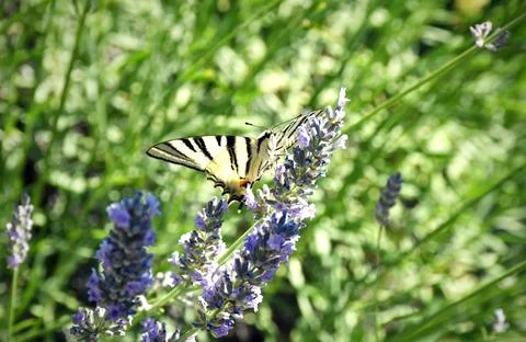 The swallowtail. Stock Photos