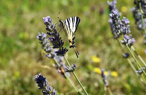 The swallowtail. Stock Photos