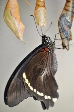 Swallowtail standing on cocon after hatching 스톡 사진