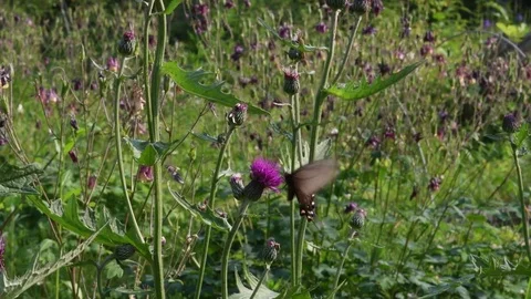 Swallowtail &amp; thistle flowers Stock Footage 82630055