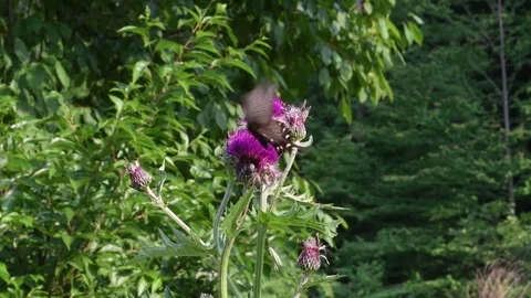 Swallowtail &amp; thistle flowers Stock Footage 82630078