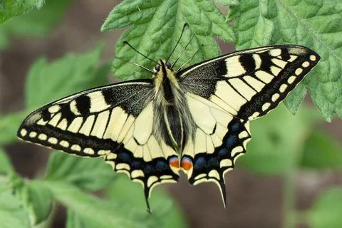 Swallowtail on a tomato leaf Stock Photos