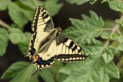 Swallowtail on a tomato leaf Stock Photos