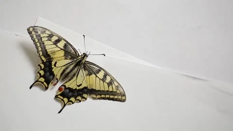 Swallowtail on a white background. Stock Footage 137104801