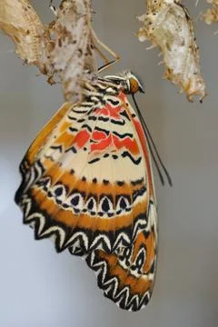 Swallowtail on white cocon Stock Photos