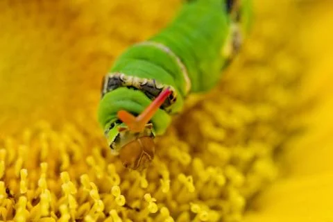 Swallowtail worm 库存照片