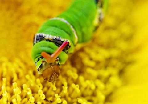Swallowtail worm 스톡 사진