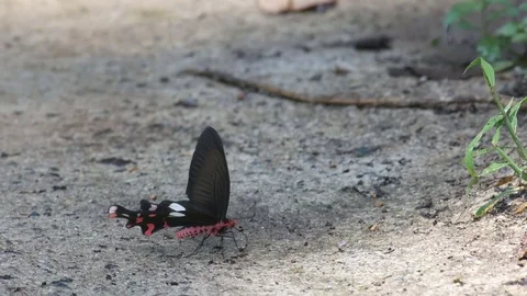 Swallowtails drinking fluid from the ground Stock Footage 76203830