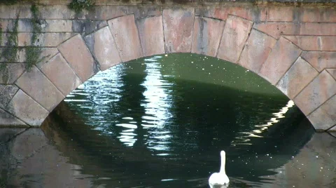 Swam lake Stock Footage 276085