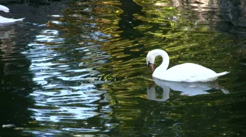 Swam lake Stock Footage 276165