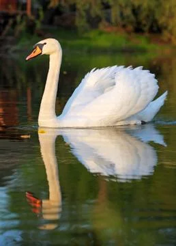 Swam with reflection Foto stock