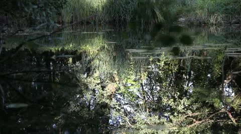 Swamp 01 pull focus Stock Footage 10795204