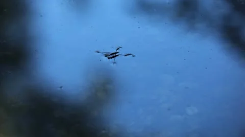 Swamp 05 water strider Stock Footage 10793574