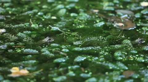 Swamp 06 frog Stock Footage 10794487