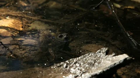 Swamp 07 frog Stock Footage 10794557
