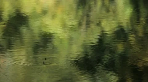Swamp 08 water strider Stock Footage 10795642