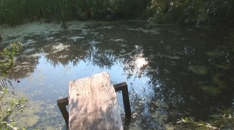 Swamp 1 Stock Footage 8648372