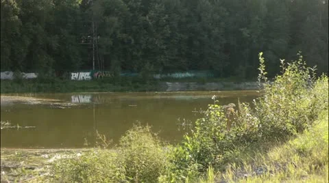 Swamp 1 Stockbeeldmateriaal 20514535