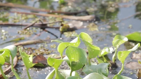 Swamp 1 Video stock 88231340