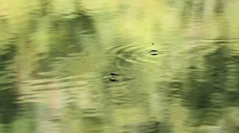 Swamp 10 water strider Stock Footage 10794351