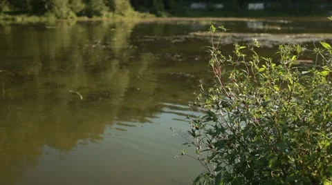 Swamp 2 Stockbeeldmateriaal 20514659