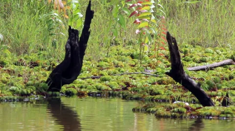 Swamp 2 Stock Footage 32169224