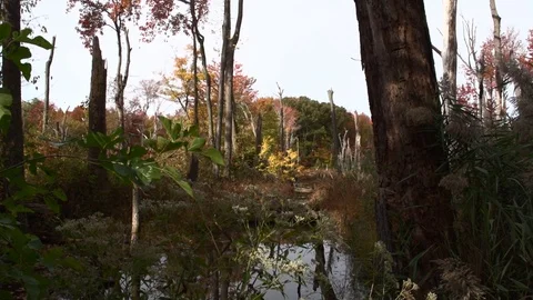 Swamp 2 库存影片 97709763